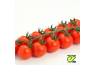 Сакура F1 - томат индетерминантный, Enza Zaden Голландия фото, цена